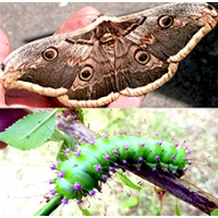 Giant Peacock Moth pyri Cocoons Giant Peacock Moth pyri Cocoons